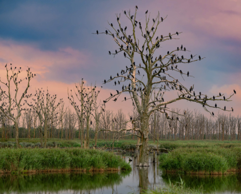 Cormorants black birds trees nature sunset sunrise sky water