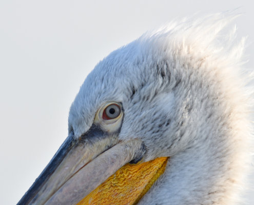 Dalmatian pelican, Pelecanus crispus, Pelikan kędzierzawy close up bid head eye feathers closup big head orange beak bill white feathers plumage