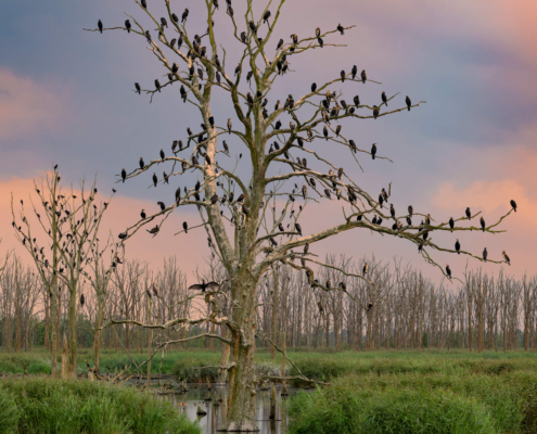 Cormorants black birds trees nature sky sunset sunrise clouds water wild