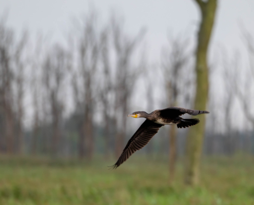 Cormorant black bird trees nature fly trees