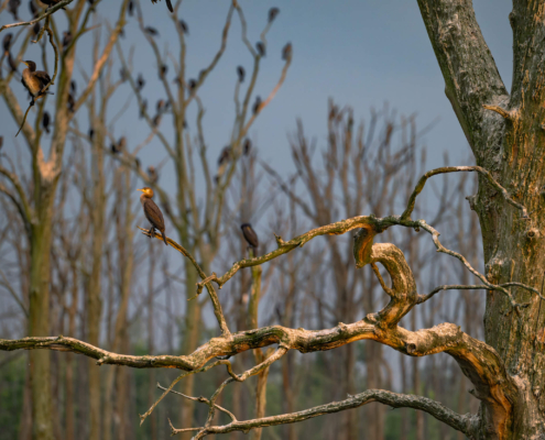 Cormorants black birds trees nature branch wood