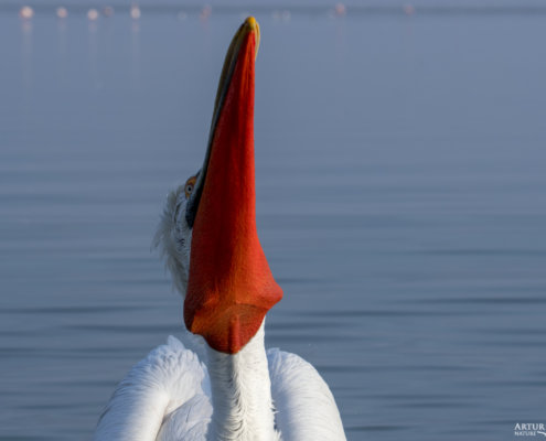 Dalmatian pelican, Pelecanus crispus, Pelikan kędzierzawy Kerkini lake water big red beak bird bill close up
