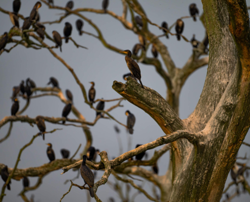 Cormorants black birds trees nature many branch