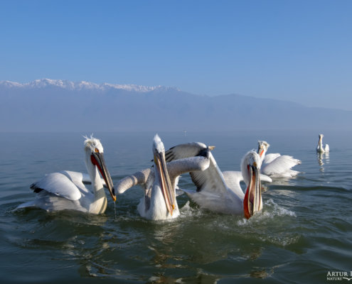 Dalmatian pelican, Pelecanus crispus, Pelikan kędzierzawy Kerkini lake water reflection red beak close up wingspan hills mountain