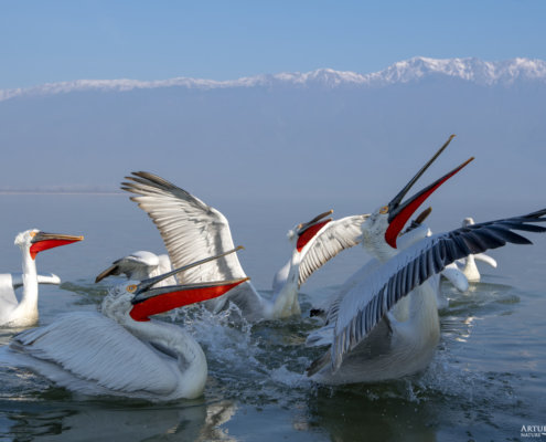 Dalmatian pelican, Pelecanus crispus, Pelikan kędzierzawy Kerkini lake water reflection red beak close up wingspan