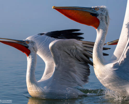 Dalmatian pelican, Pelecanus crispus, Pelikan kędzierzawy flying bird in Kerkini lake water red beak nose