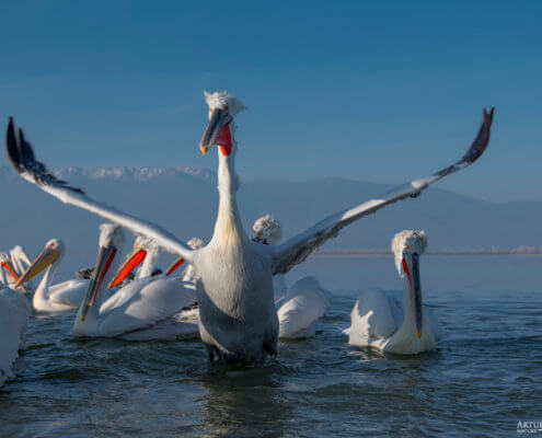 Dalmatian pelican, Pelecanus crispus, Pelikan kędzierzawy flying bird in Kerkini lake water wingspan