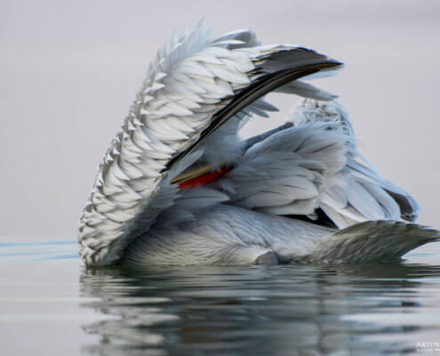 Dalmatian pelican, Pelecanus crispus, Pelikan kędzierzawy flying bird in Kerkini lake water morning toilet