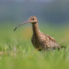 Eurasian curlew, Numenius arquata, bird, long beak, grass, wild life nature photography, Artur Rydzewski, kulik wielki
