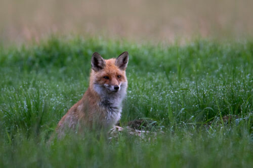 sitting red fox animal in grass, Red fox, Vulpes vulpes, Lis rudy, pospolity, drops of water green background