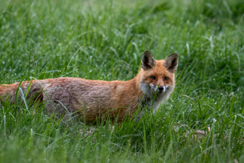red fox animal in grass, Red fox, Vulpes vulpes, Lis rudy, pospolity, drops of water green background