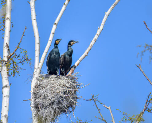 Ggreat cormorant, Phalacrocorax carbo, Kormoran zwyczajny, cormorant, cormorants nest, black birds, tree, blue sky, nest, parents, gniazdo, gniazdo kormoranów