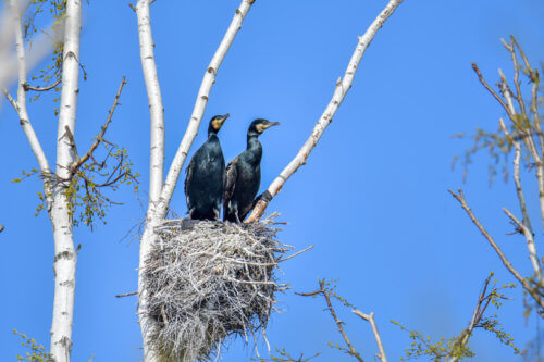 Ggreat cormorant, Phalacrocorax carbo, Kormoran zwyczajny, cormorant, cormorants nest, black birds, tree, blue sky, nest, parents, gniazdo, gniazdo kormoranów