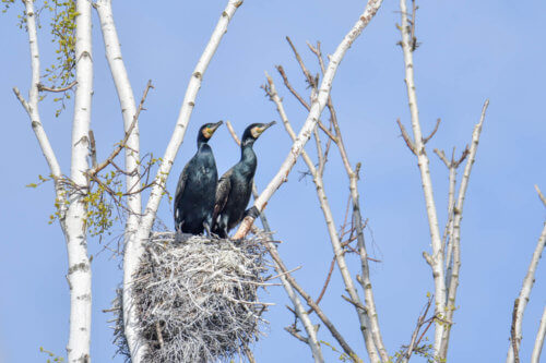 Ggreat cormorant, Phalacrocorax carbo, Kormoran zwyczajny, cormorant, cormorants nest, black birds, tree, blue sky, nest, two cormorants, parents, gniazdo, gniazdo kormoranów, dwa ptaki