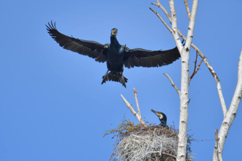 Ggreat cormorant, Phalacrocorax carbo, Kormoran zwyczajny, cormorant, cormorants nest, black birds, tree, white tree, flying bird, blue sky, nest, parents, gniazdo, gniazdo kormoranów, nature,