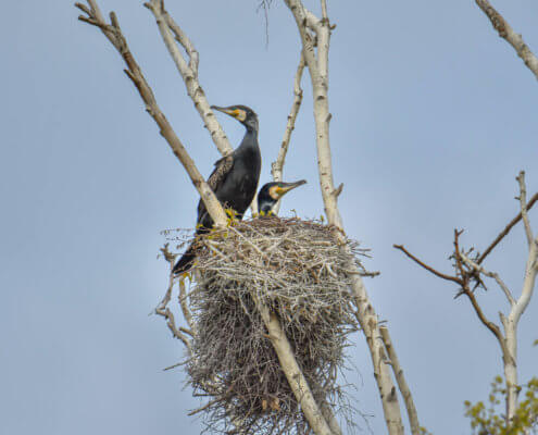 Ggreat cormorant, Phalacrocorax carbo, Kormoran zwyczajny, cormorant, cormorants nest, black birds, tree, blue sky, nest, parents, gniazdo, gniazdo kormoranów, close up