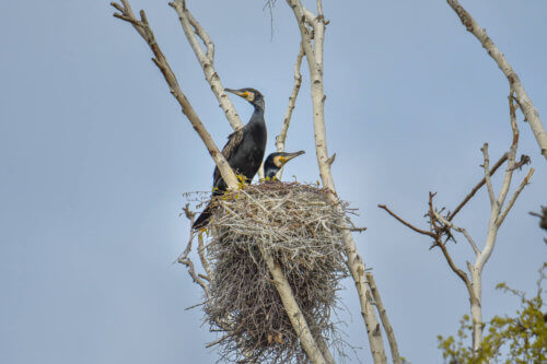 Ggreat cormorant, Phalacrocorax carbo, Kormoran zwyczajny, cormorant, cormorants nest, black birds, tree, blue sky, nest, parents, gniazdo, gniazdo kormoranów, close up