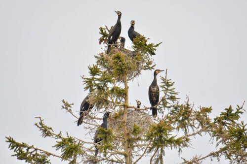 Ggreat cormorant, Phalacrocorax carbo, Kormoran zwyczajny, cormorant, cormorants nest, black birds, tree, nest, parents, gniazdo, gniazdo kormoranów