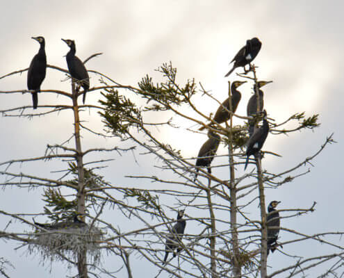 Ggreat cormorant, Phalacrocorax carbo, Kormoran zwyczajny, cormorant, cormorants nest, black birds, tree, nest, parents, gniazdo, gniazdo kormoranów, sunset, sky