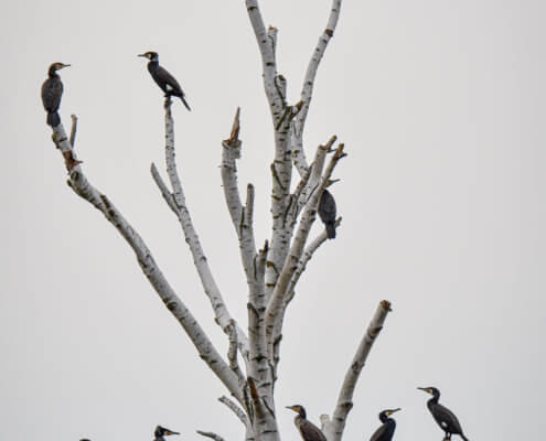 Ggreat cormorant, Phalacrocorax carbo, Kormoran zwyczajny, cormorant, cormorants nest, black birds, tree, nest, parents, gniazdo, gniazdo kormoranów white tree