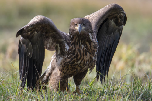 wingspan, wings, big bird, brown bird, Bird of prey White-Tailed Eagle, big bird, bird, wildlife nature photography, Artur Rydzewski