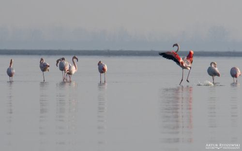 Greater flamingo, Phoenicopterus roseus, Flaming różowy, long legs white ping water bird in lake Kerkini wingspan