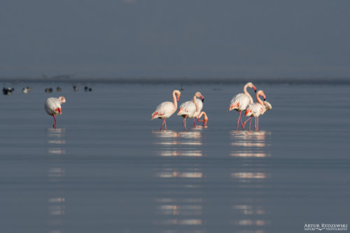 Greater flamingo, Phoenicopterus roseus, Flaming różowy, long legs white ping water bird in sun light in Kerkinie lake