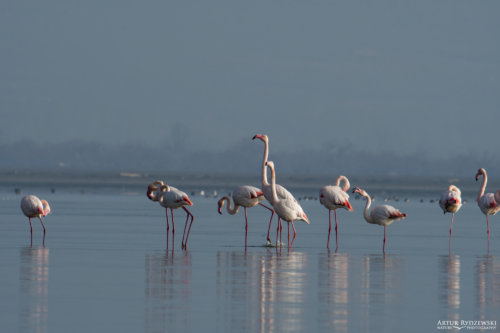 Greater flamingo, Phoenicopterus roseus, Flaming różowy, long legs white ping water bird