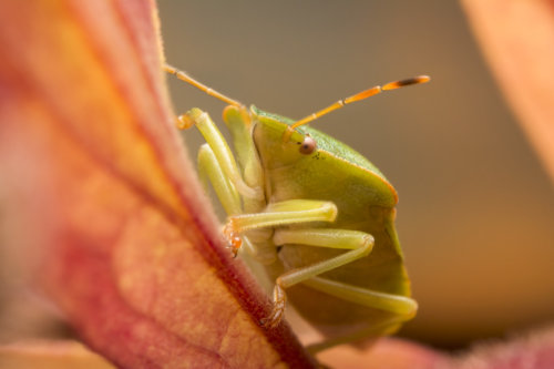 Green shield bug, insect, macro, macro photography, close up, closeup, nature, green bug, orange leaf
