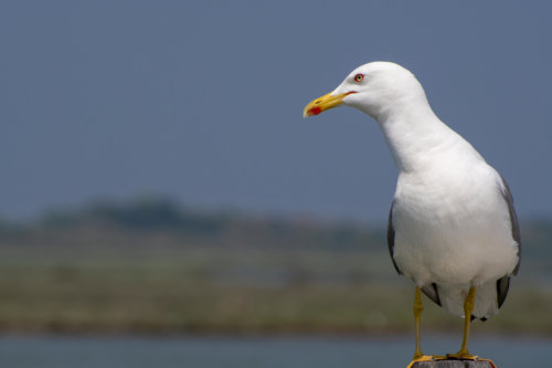 Sea Gull, bird, white bird, yellow beak