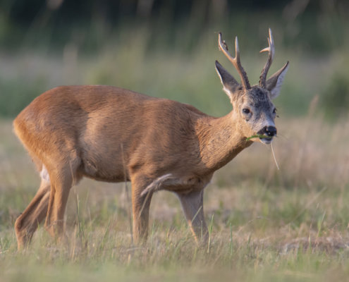 Roe-deer animal close up, nature photography, eating deer, koziołek, sarna, je, jedzące zwierzę, łąka