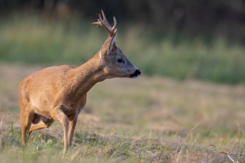 Roe-deer animal close up, nature photography, field, koziołek, sarna, rogi, łąka