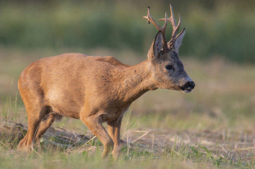 Roe-deer animal close up, nature photography, koziołek, sarna