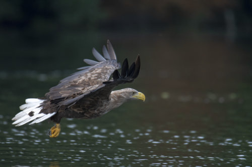 White-Tailed Eagle, Haliaeetus albicilla, Bielik, Birkut, bird of prey in flight big bird