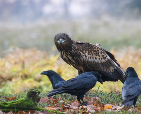 Bird of prey White-Tailed Eagle surrounded by crows nature photography Artur Rydzewski