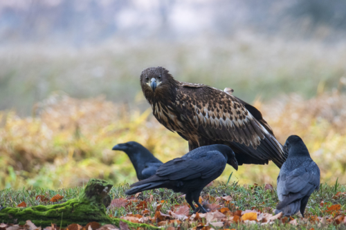 Bird of prey White-Tailed Eagle surrounded by crows nature photography Artur Rydzewski