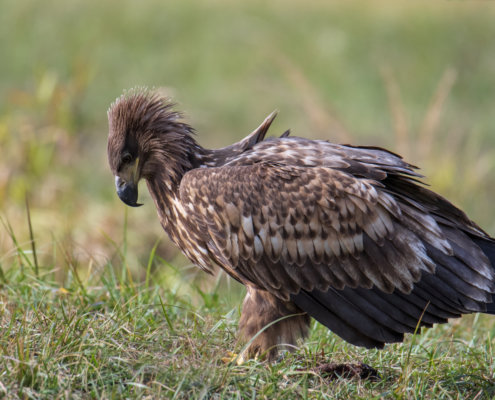 Bird of prey White-Tailed Eagle, big bird, bird, wildlife nature photography, Artur Rydzewski