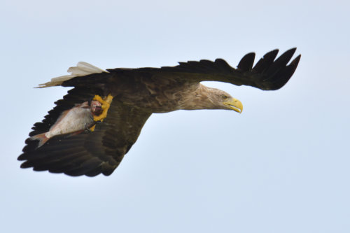 White-Tailed Eagle, Haliaeetus albicilla, Bielik, Birkut, bird of prey, hunt
