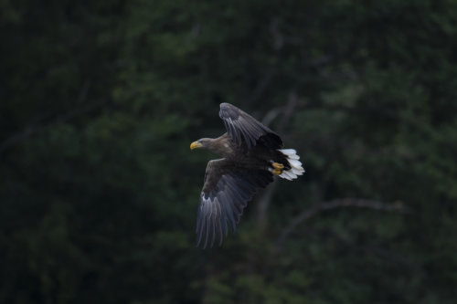 White-tailed eagle, Haliaeetus albicilla, Bielik, Birkut, bird of prey, bird in flight, wildlife nature photography