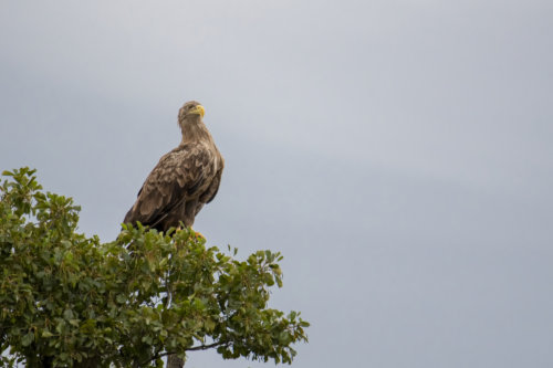 White-tailed eagle, Bielik, Birkut, Haliaeetus albicilla, eagle, big brown bird on tree, wild life