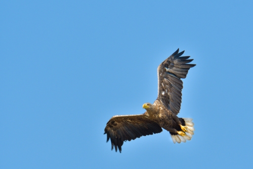 White-tailed eagle, Bielik, birkut, Haliaeetus albicilla, bird of prey big bird wild life bird in flight, nature photography Artur Rydzewski, wingspan