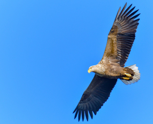 Bird of prey White-tailed eagle, Haliaeetus albicilla, raptor, wildlife nature photography, flying bird