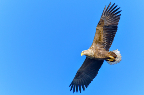 Bird of prey White-tailed eagle, Haliaeetus albicilla, raptor, wildlife nature photography, flying bird