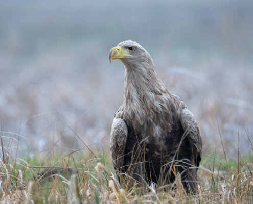 White-tailed eagle, Haliaeetus albicilla, bird of prey, bird, close up wild life nature photography, Artur Rydzewski