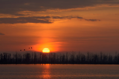 birds on sunset orange sky, sunset,