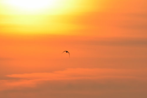 bird in orange sky, sunset sunrise
