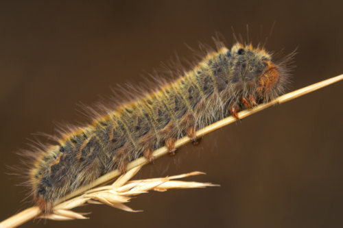 Gąsienieca, Caterpillar close up macro photography