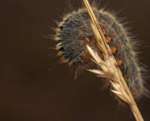 Gąsienieca, Caterpillar close up