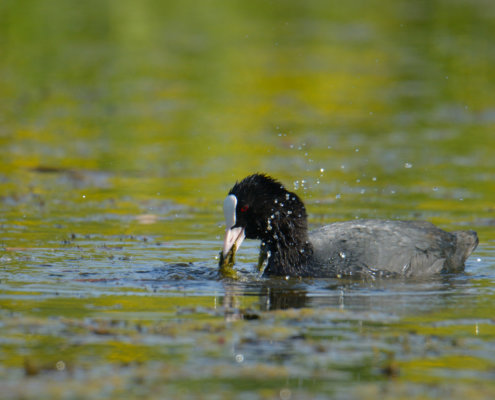 Coot, black water bird, Eurasian coot, Fulica atra, Łyka, wildlife nature photography, bird in water, eating bird