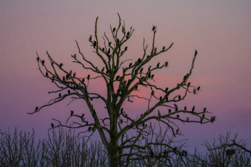 Ggreat cormorant, Phalacrocorax carbo, Kormoran zwyczajny, kormoran czarny, black water birds tree full of birds sunset sunrise tree